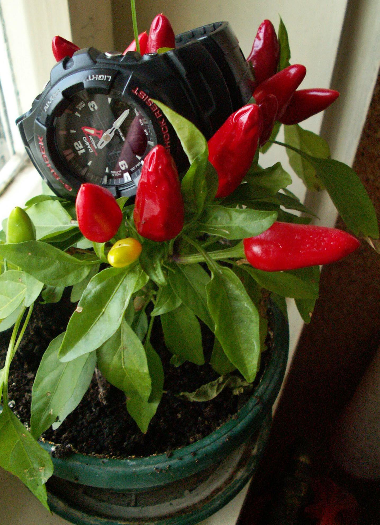 Naziv: PICT0001-1.jpg, pregleda: 385, veličina: 367,0 KB