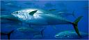 MMario - Moj skromni doprinos razvoju casovnicarske industrije-tuna533.jpg