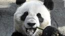 jedan - moji satovi-111017060721-giant-panda-bamboo-story-top.jpg