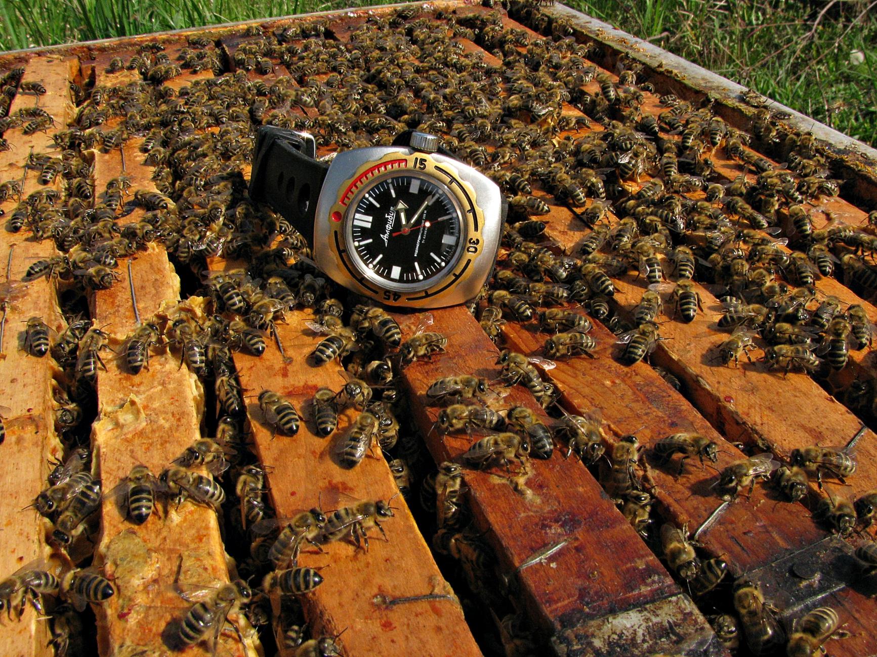 Naziv: IMG_3586 ...,.jpg, pregleda: 284, veličina: 508,9 KB