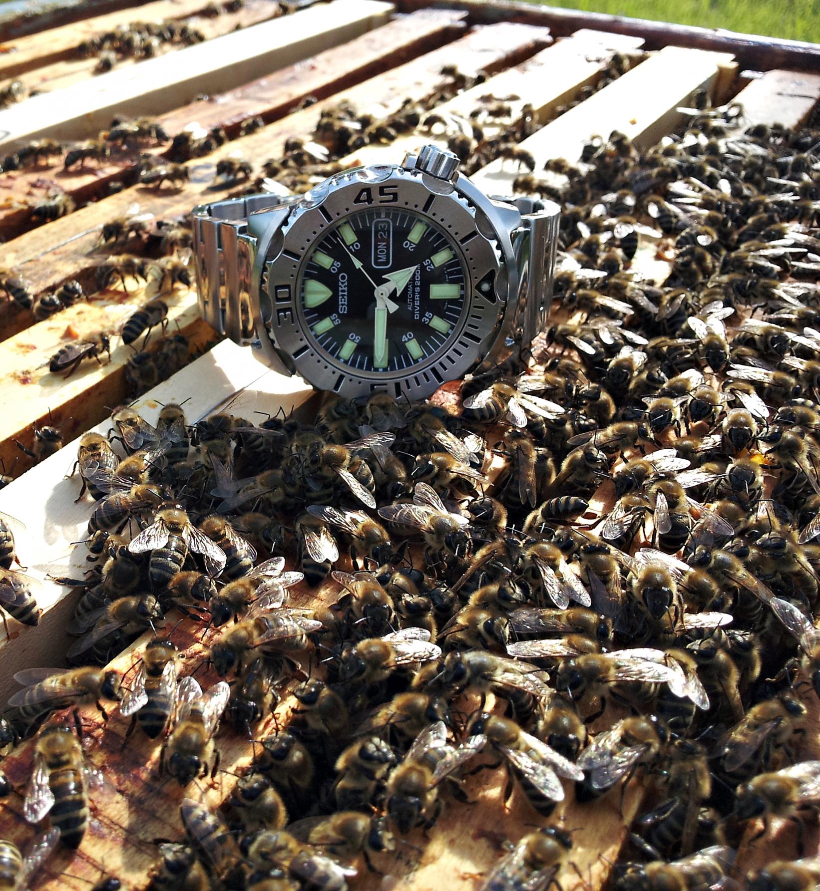 Naziv: 20160523_164503 ....jpg, pregleda: 418, veličina: 530,6 KB