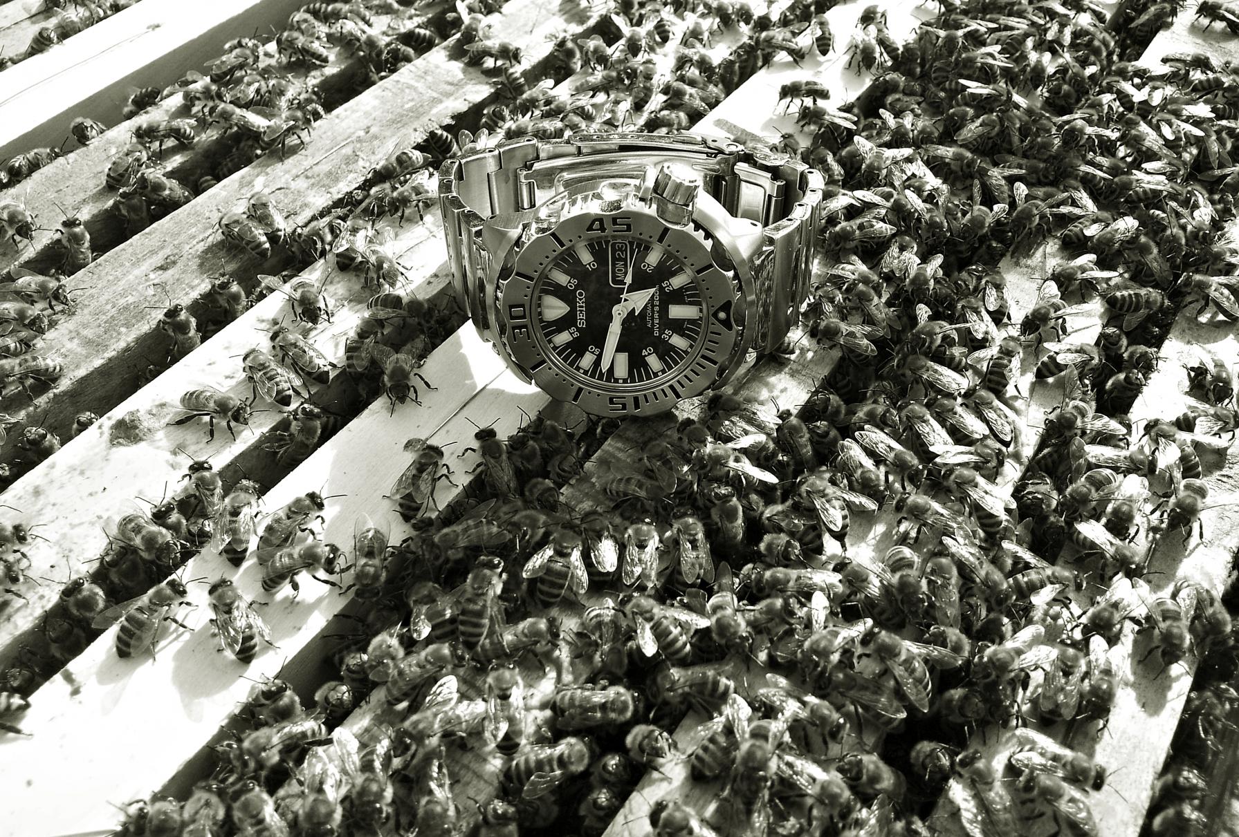 Naziv: 20160523_164711 ....jpg, pregleda: 370, veličina: 504,5 KB