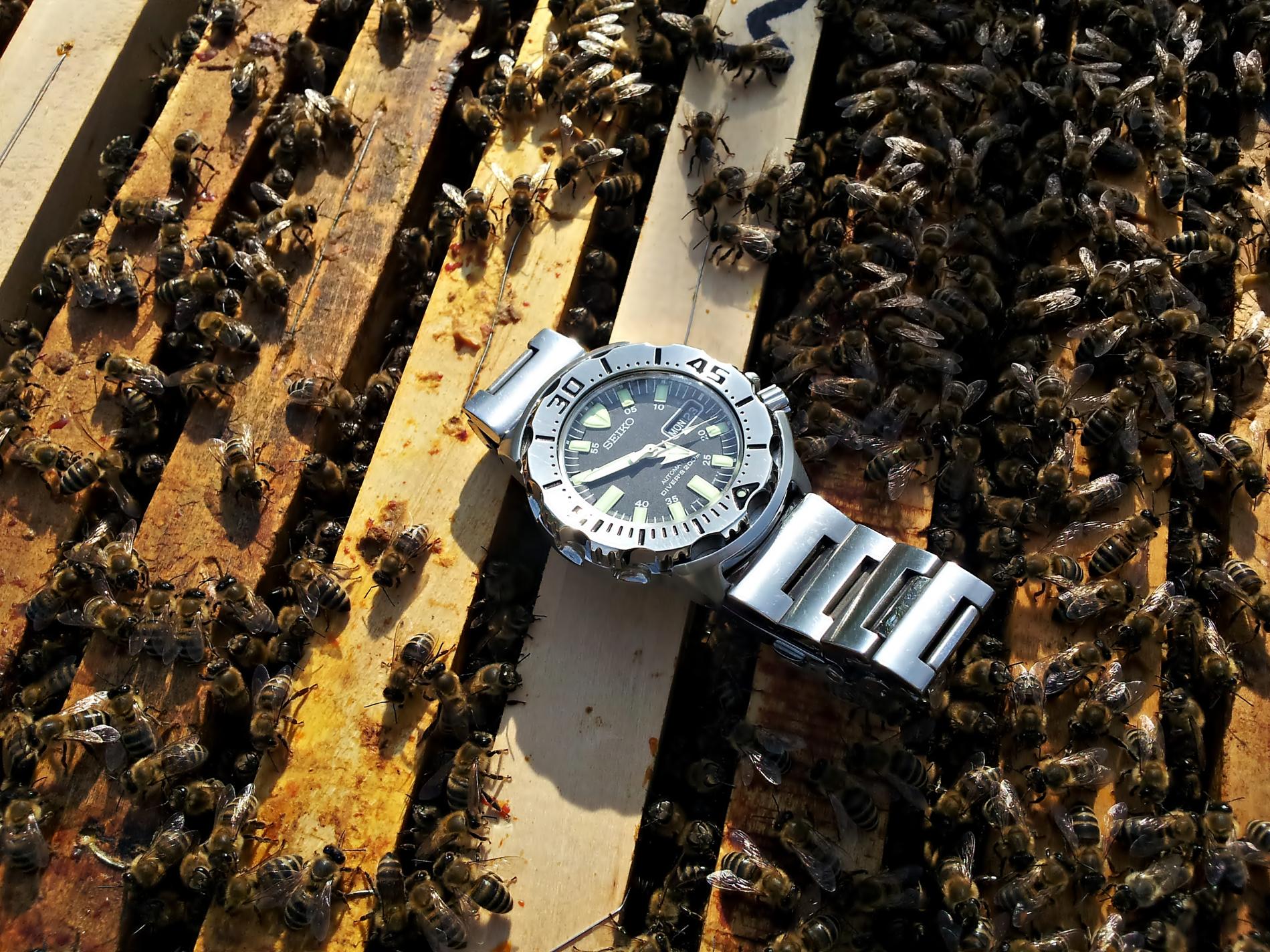 Naziv: 20160523_164913 ....jpg, pregleda: 420, veličina: 491,9 KB