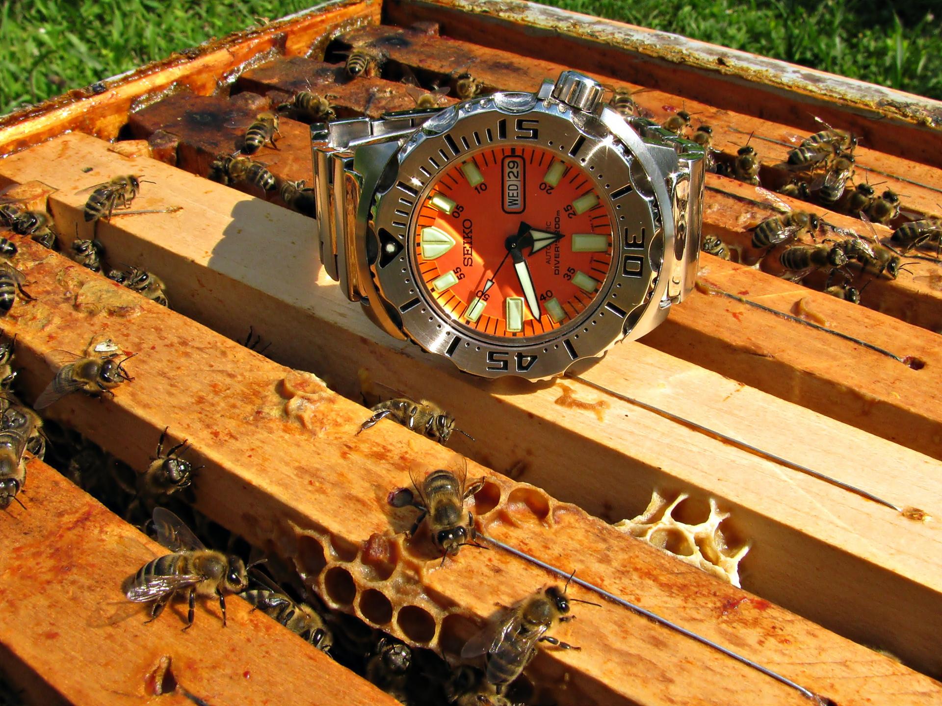 Naziv: IMG_3835 .....jpg, pregleda: 404, veličina: 434,8 KB