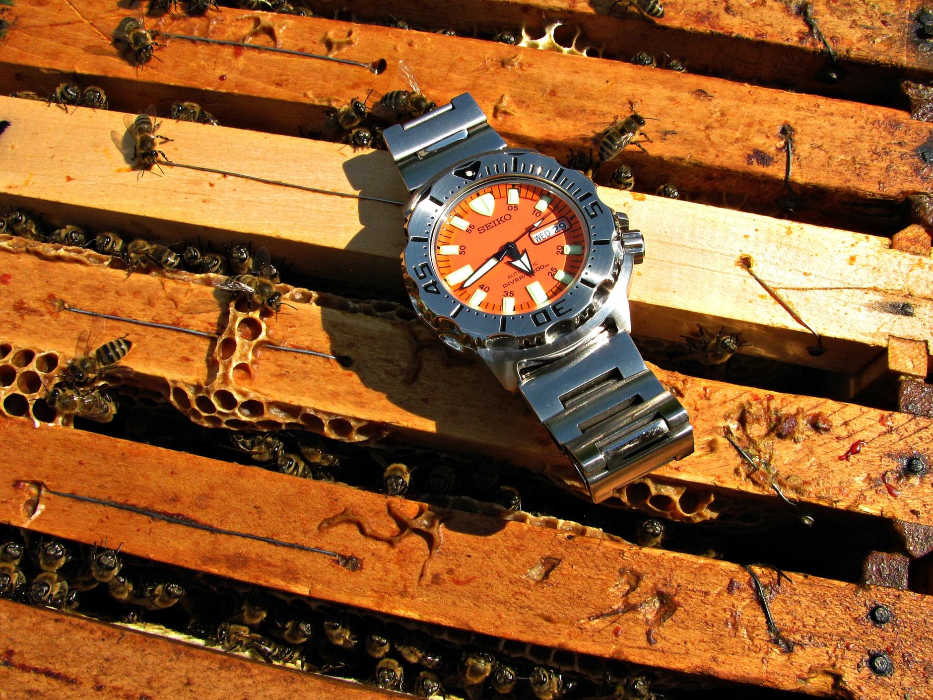 Naziv: IMG_3837 .....jpg, pregleda: 375, veličina: 494,1 KB