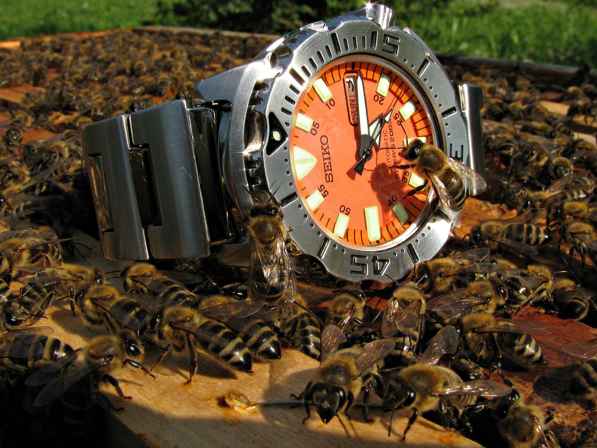 Naziv: IMG_3917 ....jpg, pregleda: 286, veličina: 447,2 KB