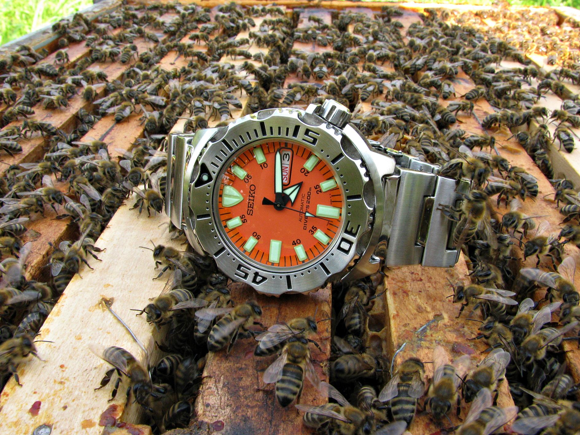 Naziv: IMG_3898 ....jpg, pregleda: 285, veličina: 492,9 KB