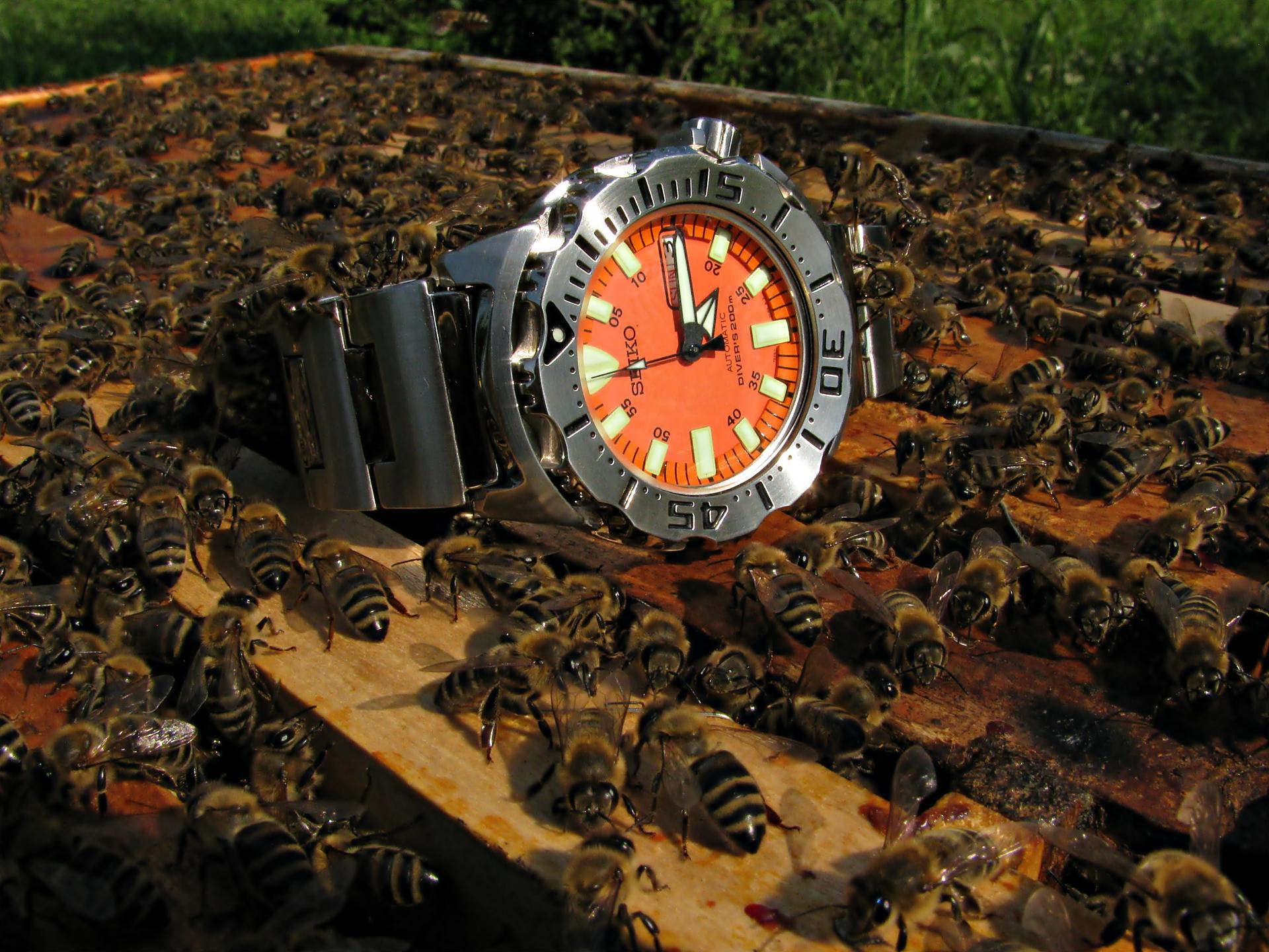 Naziv: IMG_3912 ....jpg, pregleda: 348, veličina: 369,1 KB