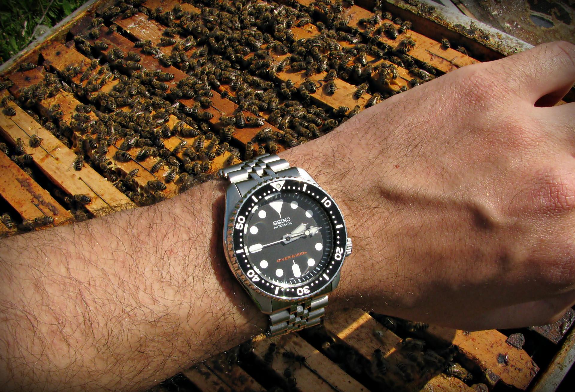 Naziv: IMG_3569 ....jpg, pregleda: 285, veličina: 425,5 KB