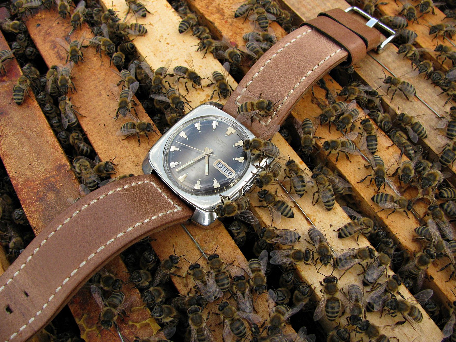 Naziv: IMG_3737 ....jpg, pregleda: 285, veličina: 491,4 KB