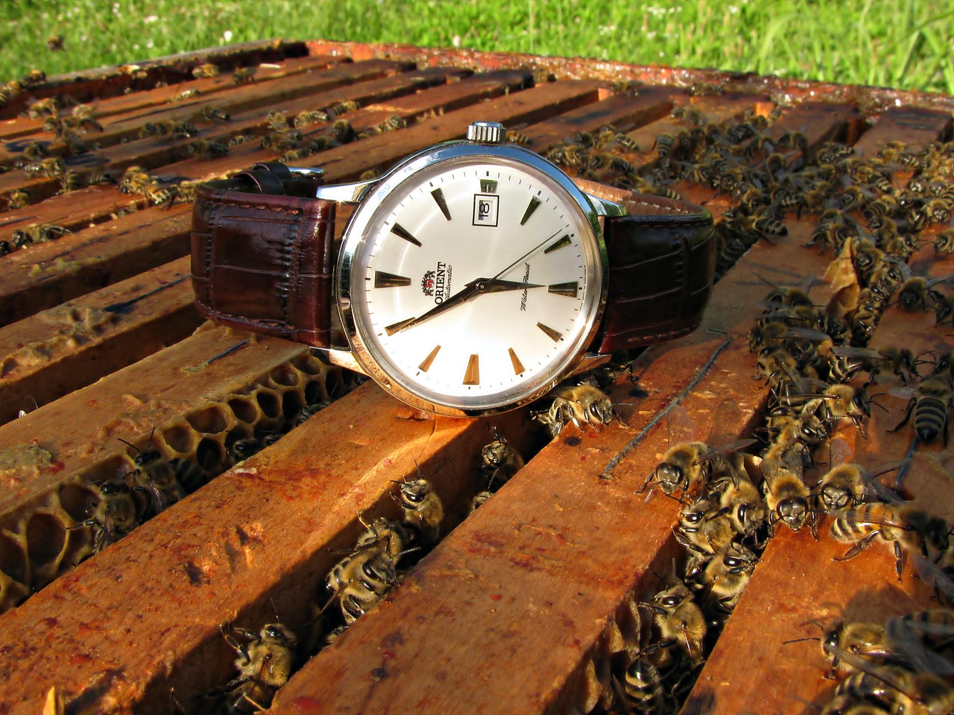 Naziv: IMG_4051 ....jpg, pregleda: 247, veličina: 400,5 KB