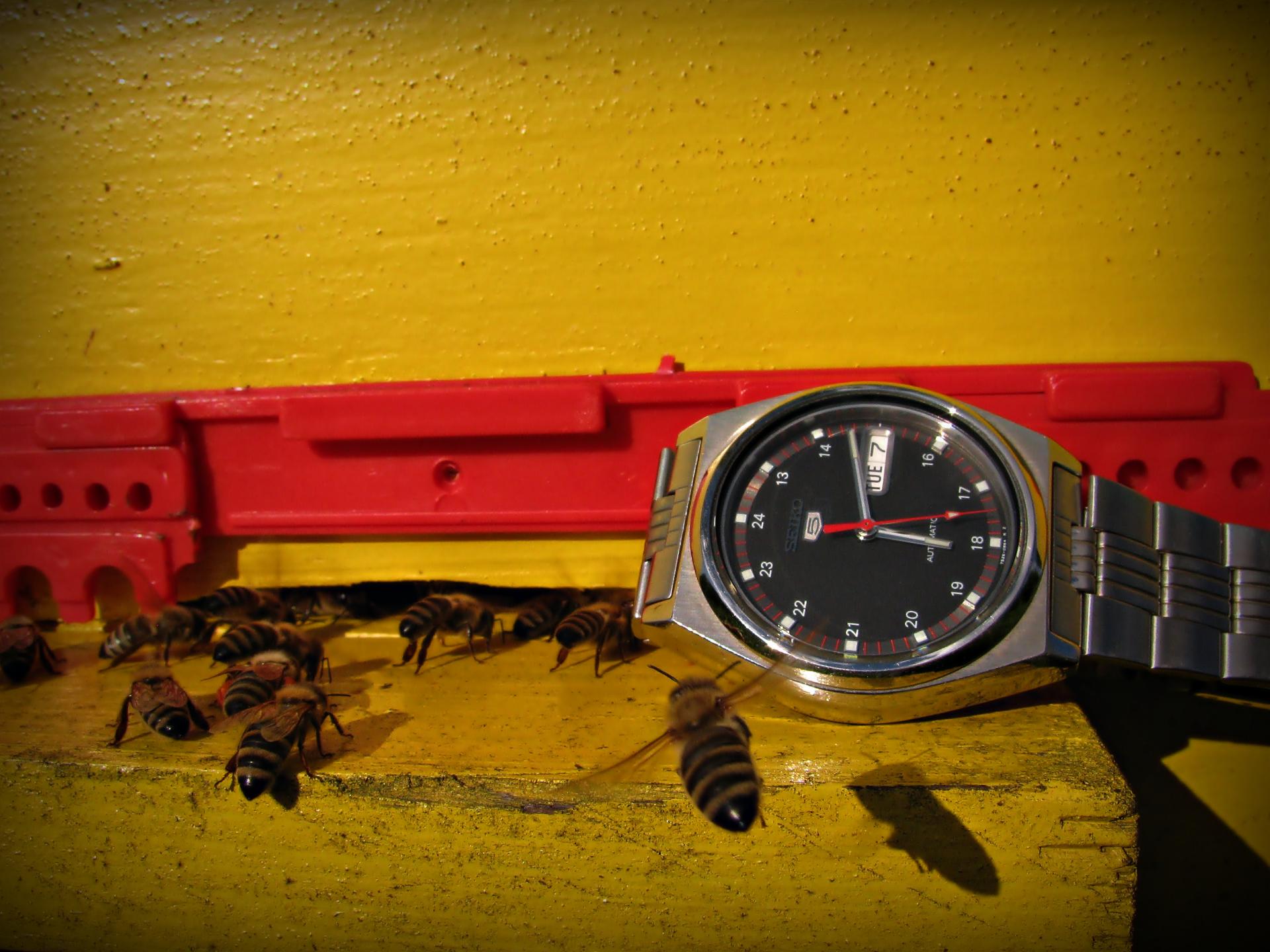 Naziv: IMG_3938 ....jpg, pregleda: 287, veličina: 255,2 KB