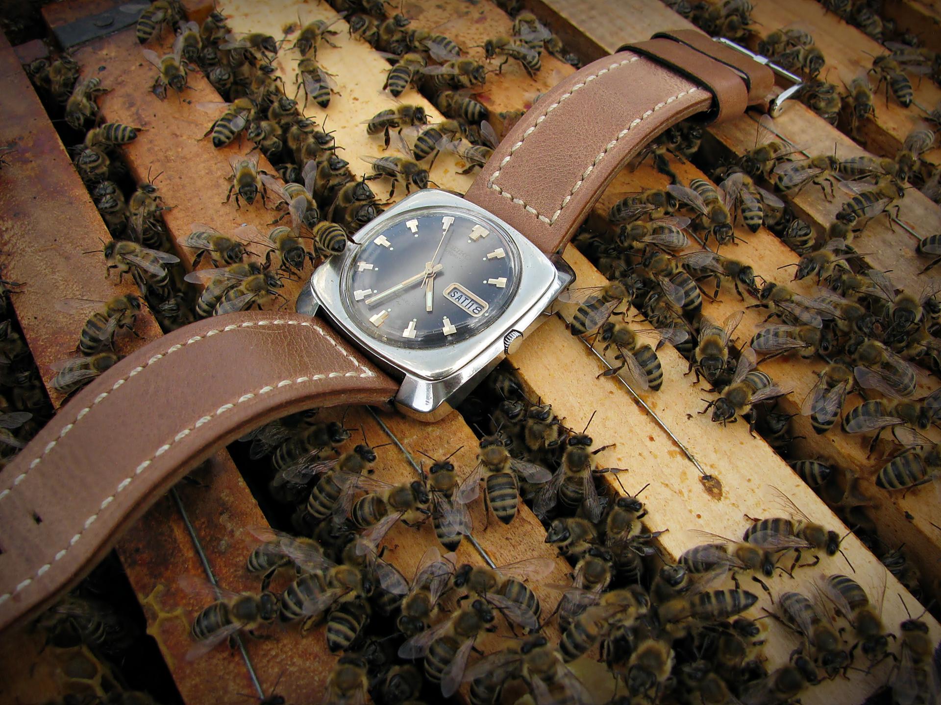 Naziv: IMG_3739 ....jpg, pregleda: 319, veličina: 410,5 KB