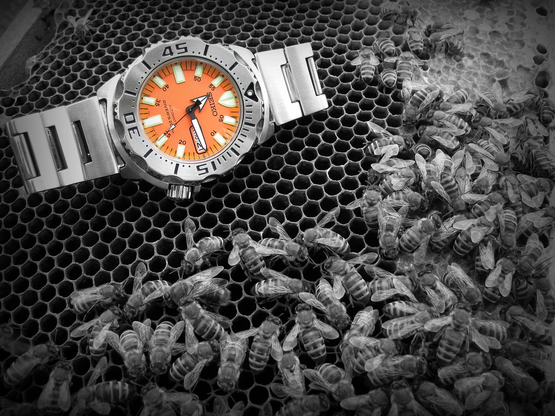 Naziv: IMG_1686 ....jpg, pregleda: 243, veličina: 466,2 KB