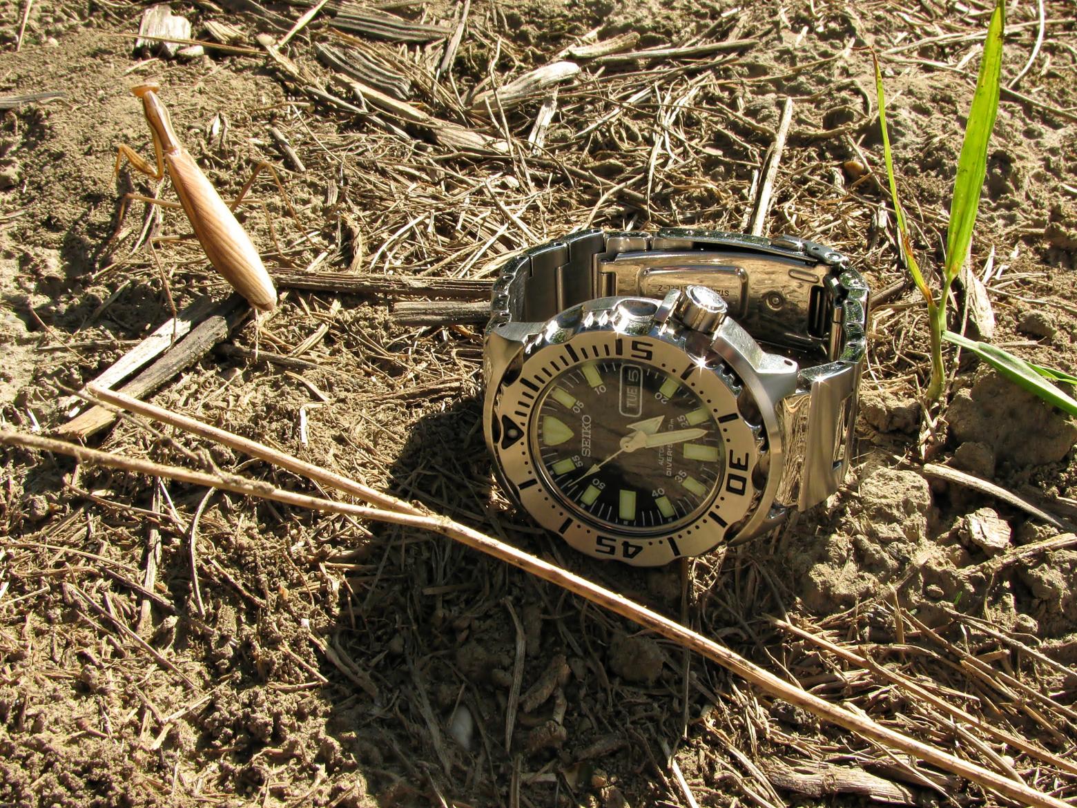 Naziv: IMG_6321 ...,.jpg, pregleda: 209, veličina: 536,8 KB