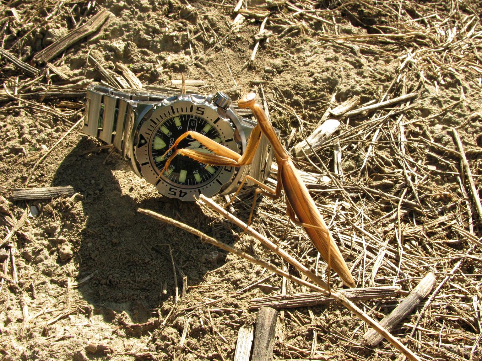 Naziv: IMG_6328 ...,.jpg, pregleda: 212, veličina: 536,7 KB