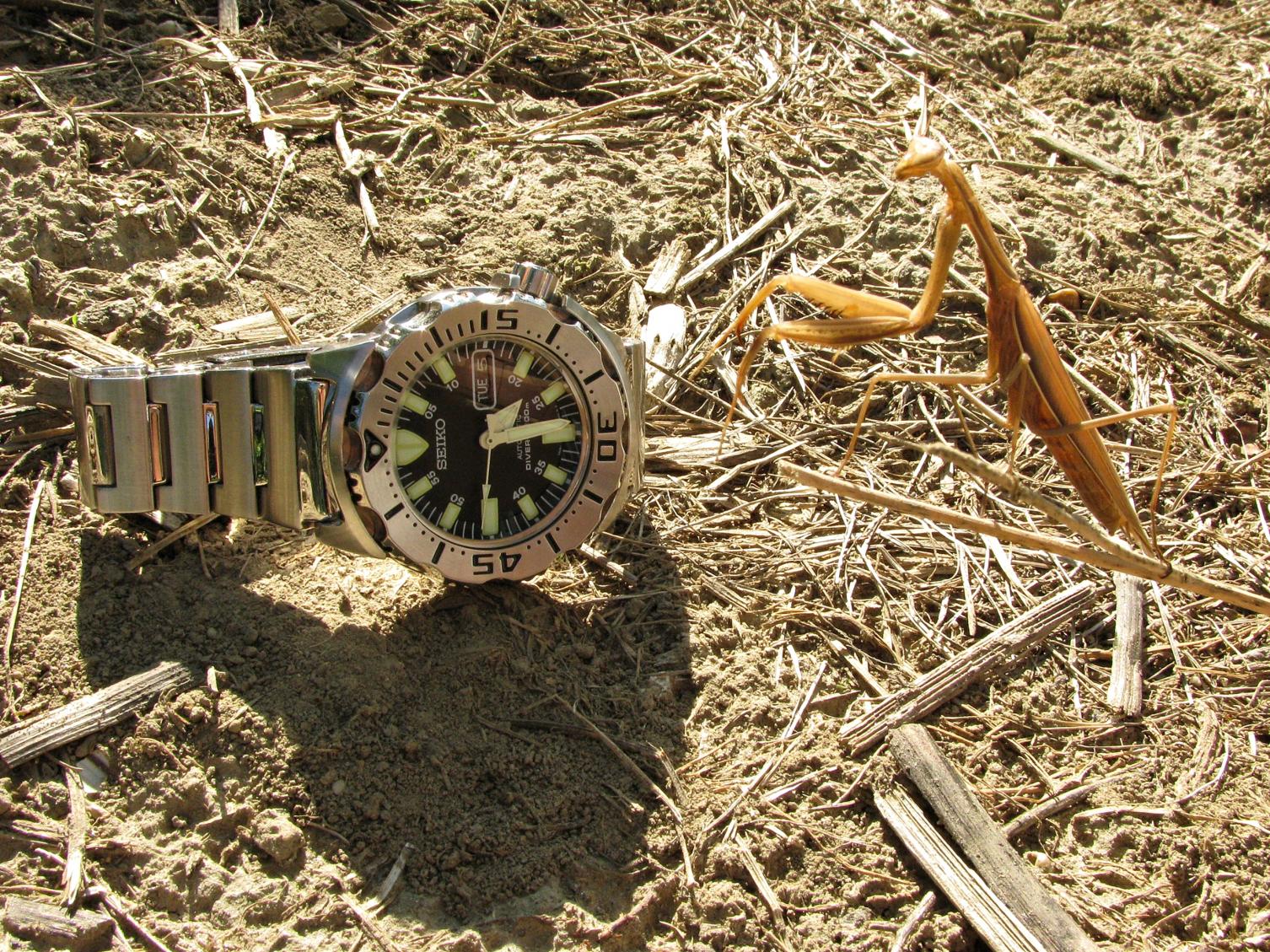 Naziv: IMG_6330 ...,.jpg, pregleda: 209, veličina: 540,8 KB