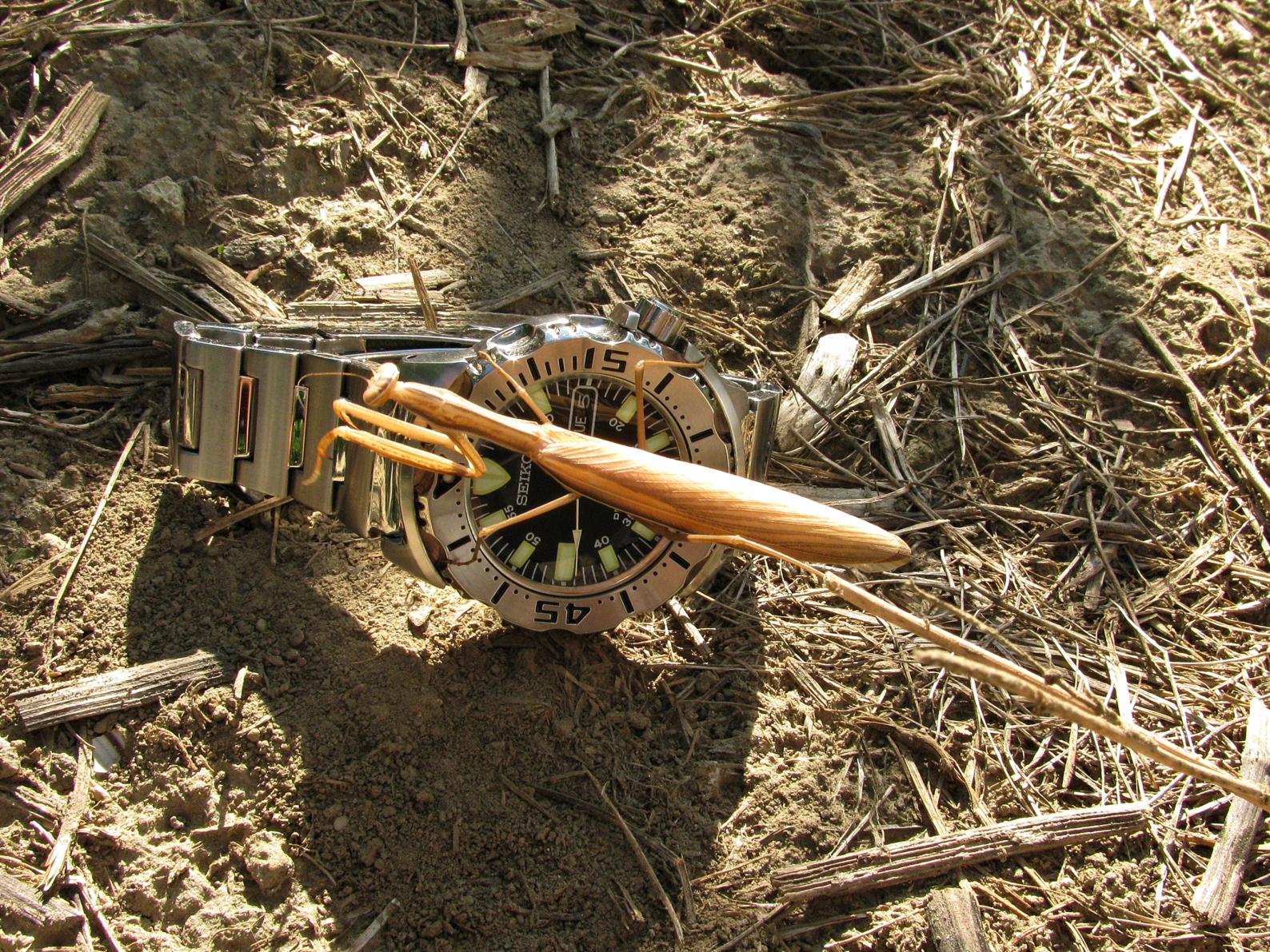 Naziv: IMG_6335 ...,.jpg, pregleda: 209, veličina: 527,2 KB