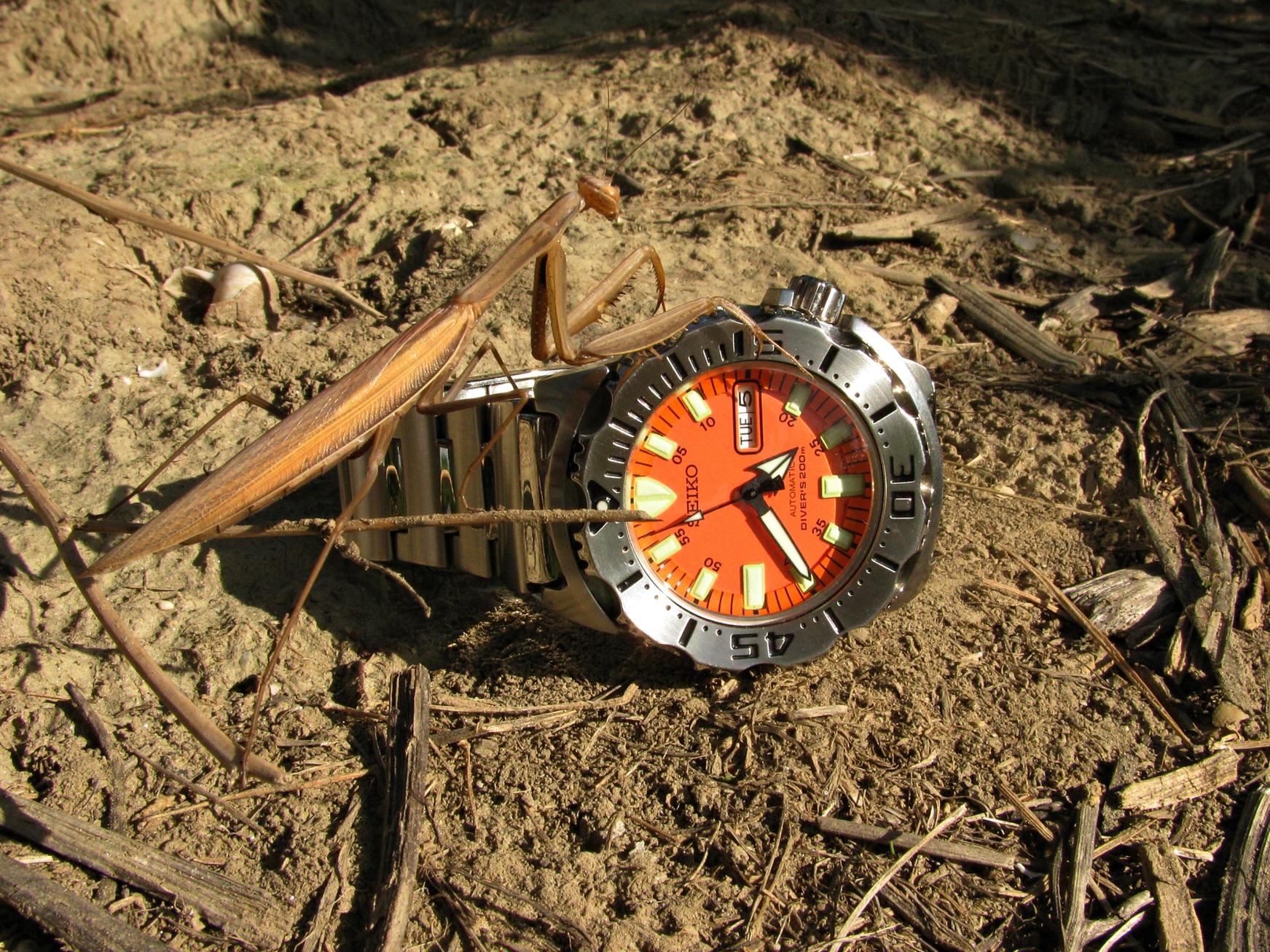 Naziv: IMG_6359 ...,.jpg, pregleda: 279, veličina: 510,7 KB