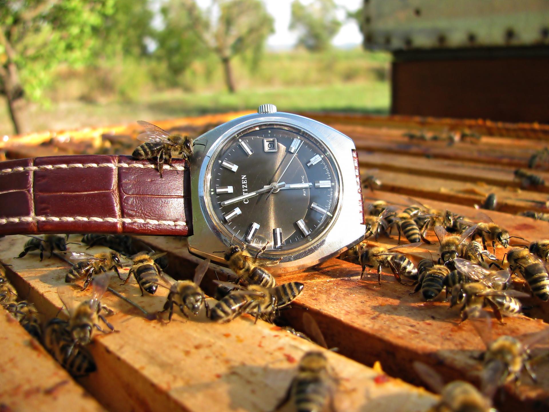 Naziv: IMG_6527 ....jpg, pregleda: 483, veličina: 303,8 KB