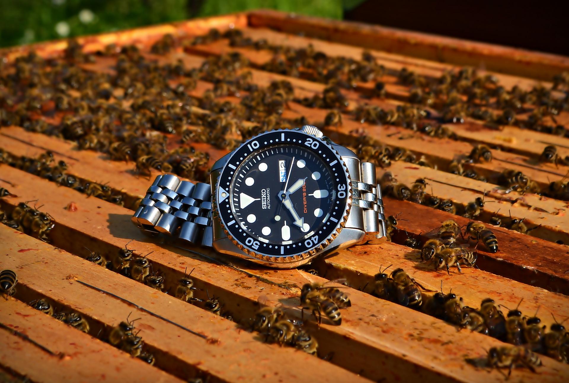 Naziv: DSC_0803 ....jpg, pregleda: 523, veličina: 288,1 KB