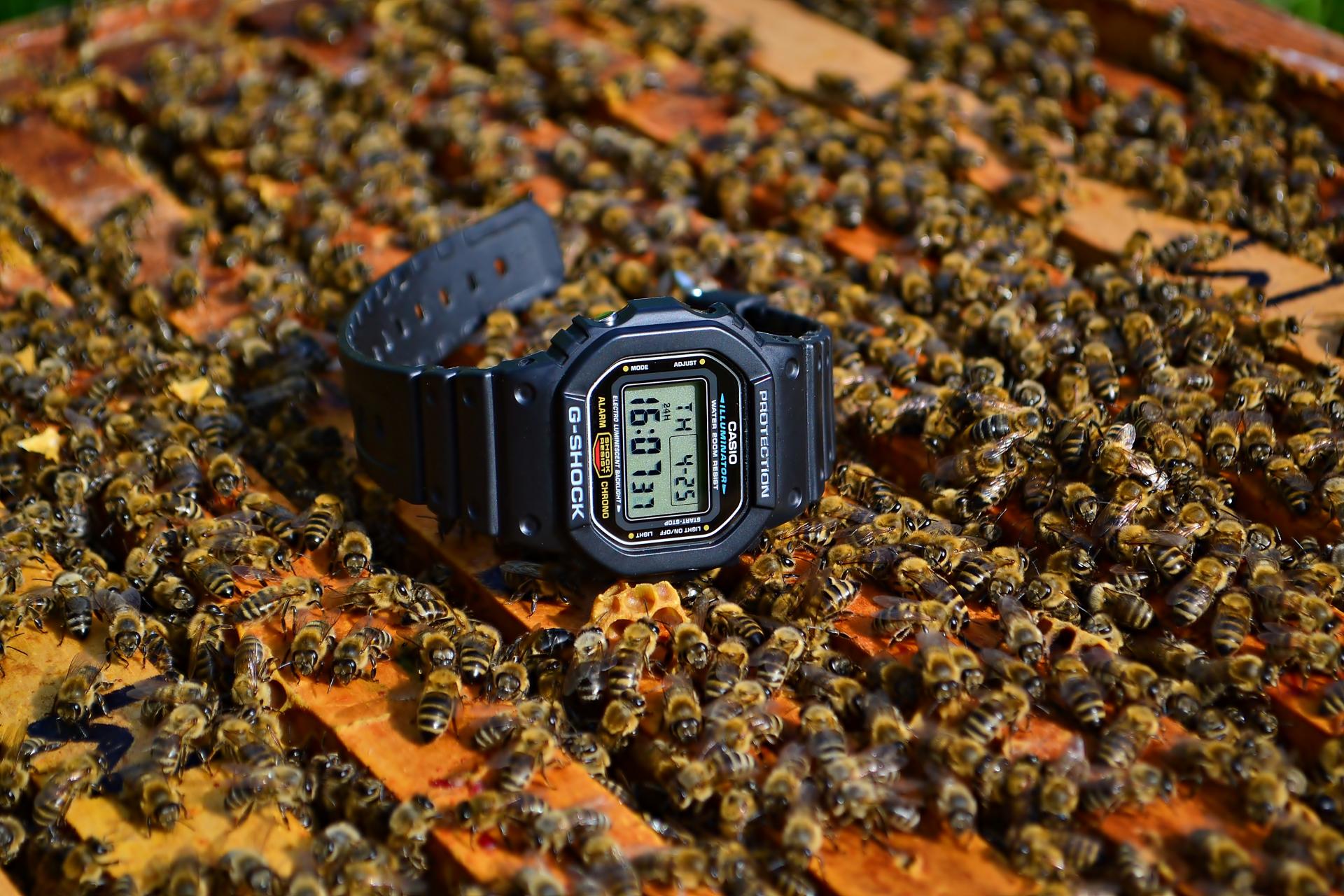 Naziv: DSC_1601 ....jpg, pregleda: 320, veličina: 364,0 KB