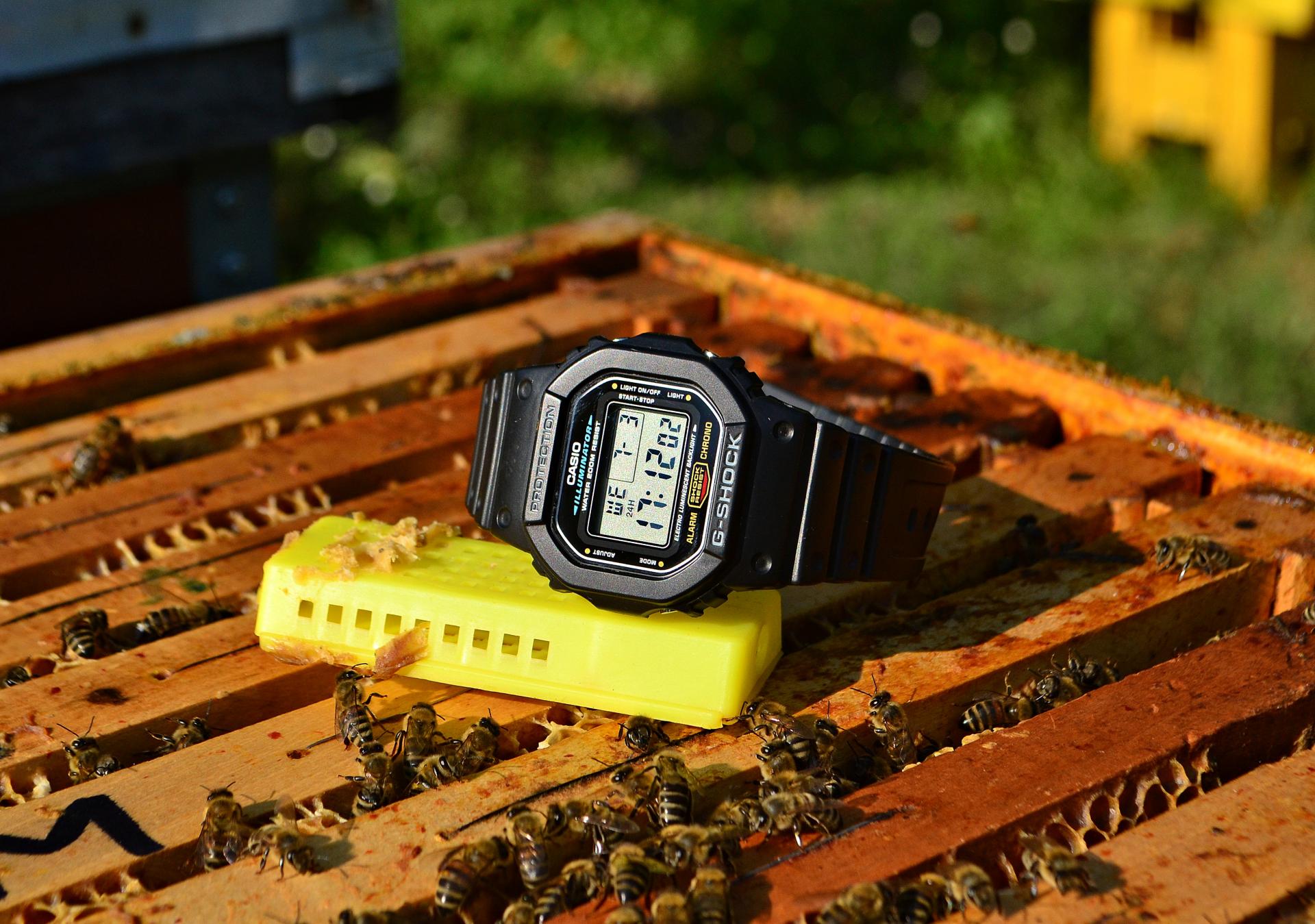 Naziv: DSC_0039 ....jpg, pregleda: 329, veličina: 304,1 KB