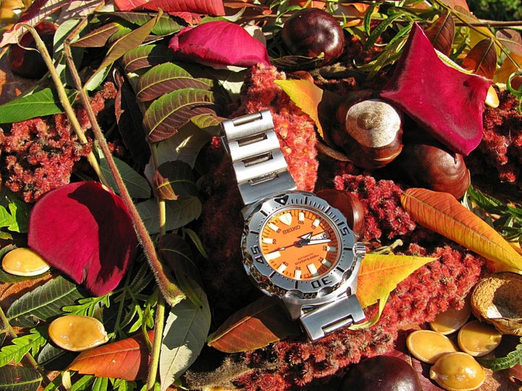 Naziv: IMG_3427 ....jpg, pregleda: 447, veličina: 176,7 KB