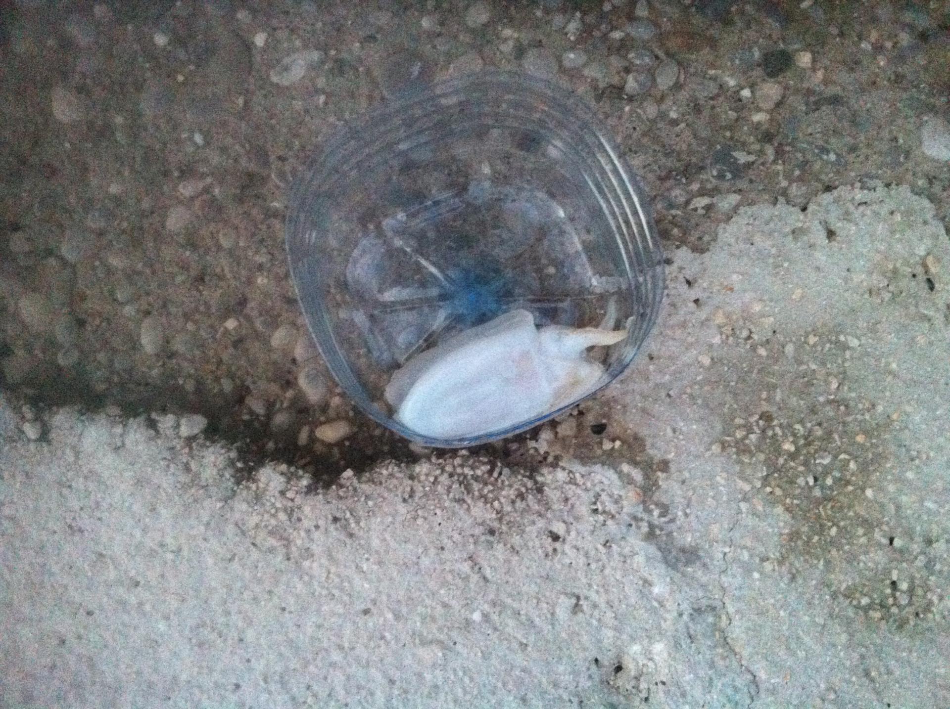 Naziv: IMG_1099.jpg, pregleda: 380, veličina: 470,5 KB