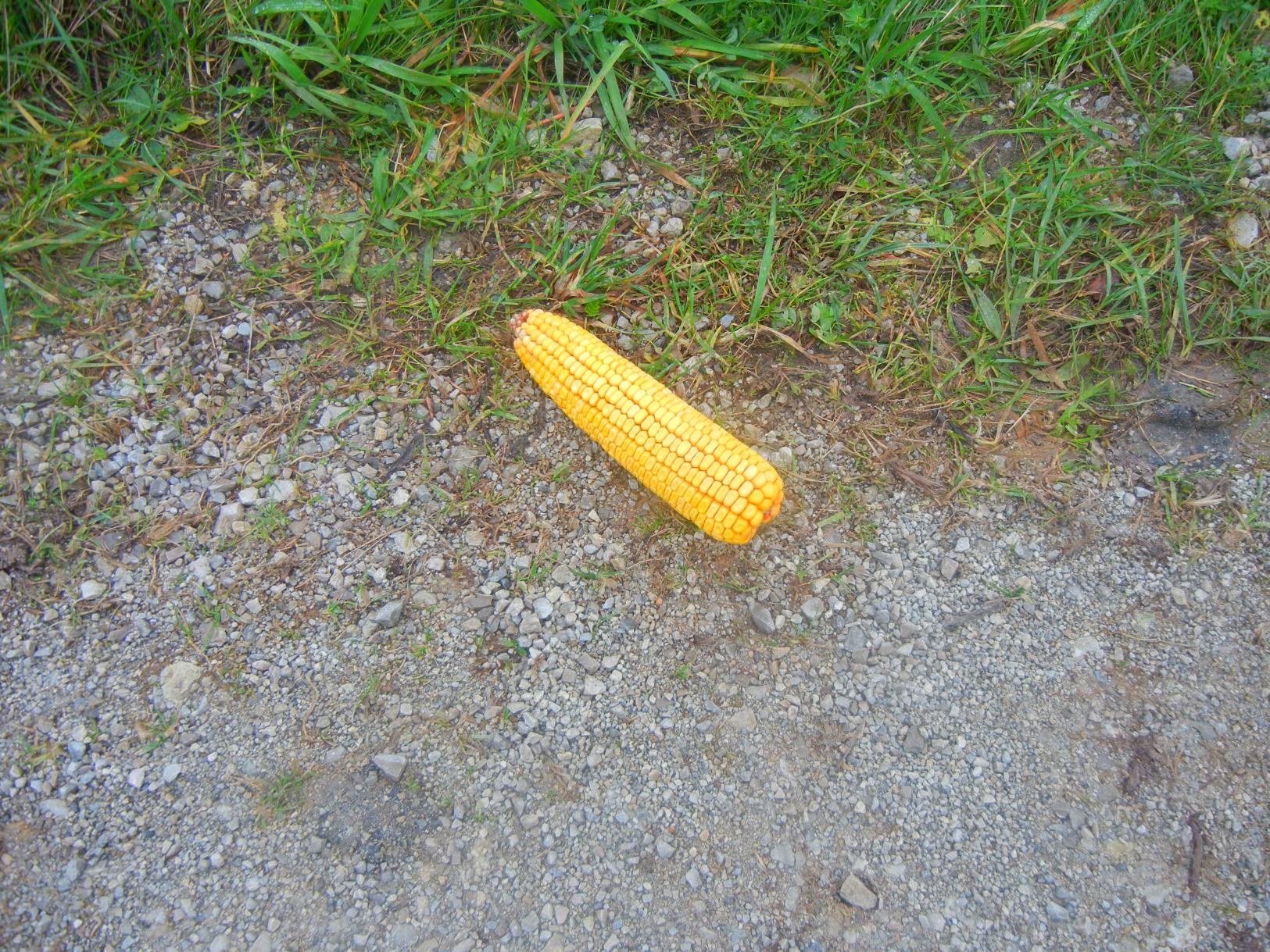 Naziv: DSCN6580.jpg, pregleda: 144, veličina: 515,8 KB