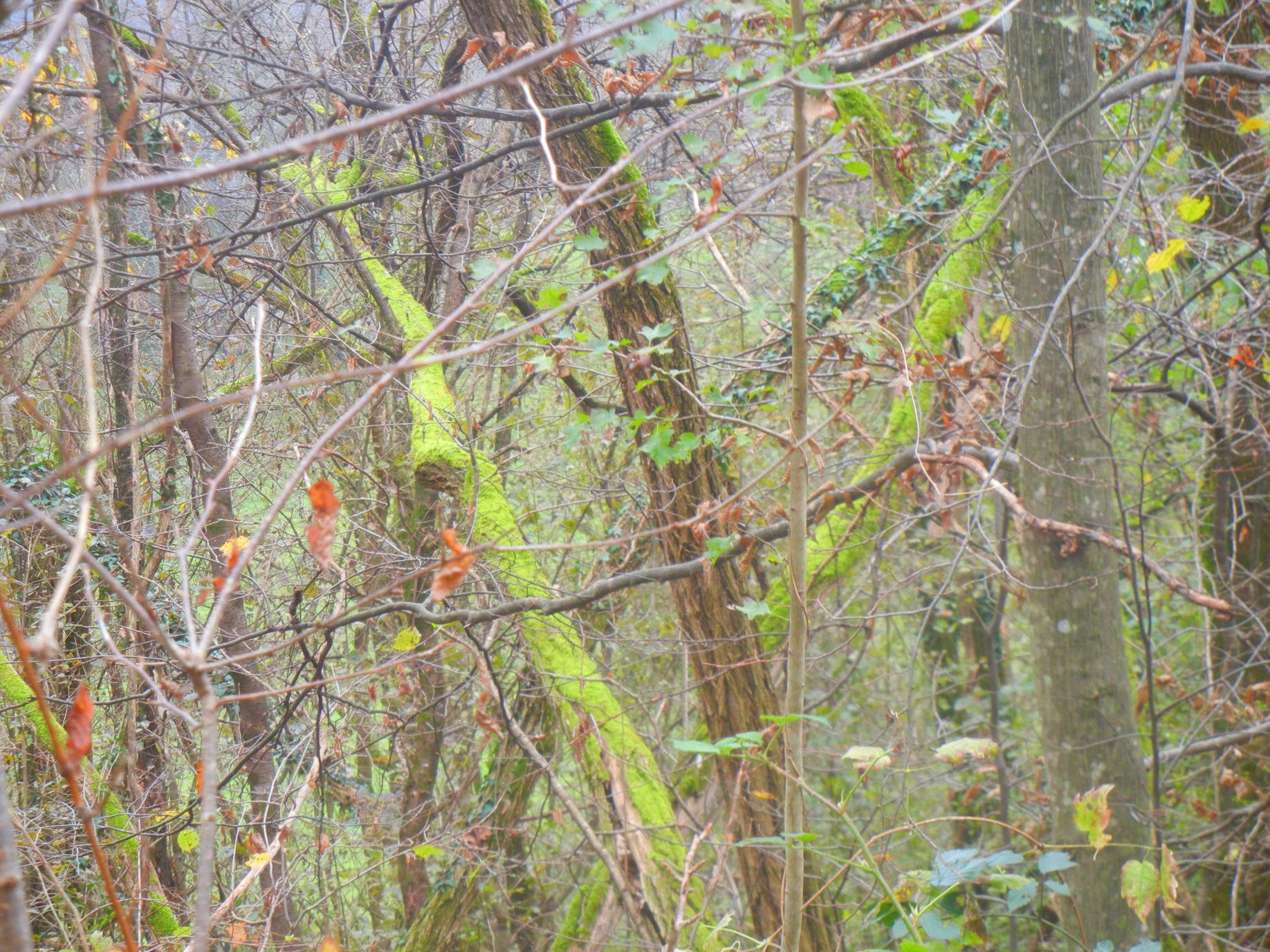 Naziv: DSCN6574.jpg, pregleda: 141, veličina: 498,7 KB