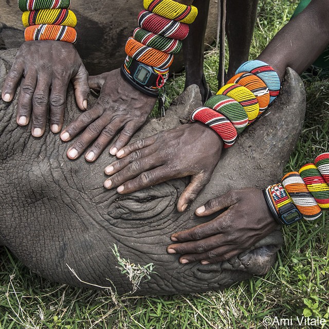 Naziv: samburu.jpg, pregleda: 274, veličina: 202,6 KB
