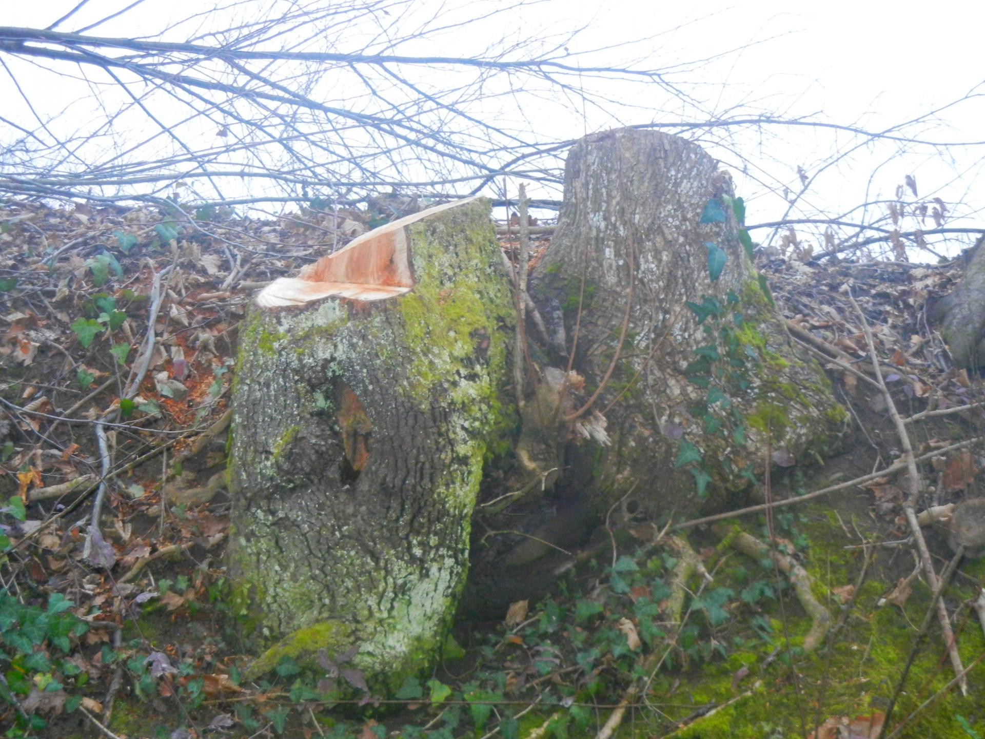 Naziv: DSCN6589.jpg, pregleda: 141, veličina: 386,5 KB