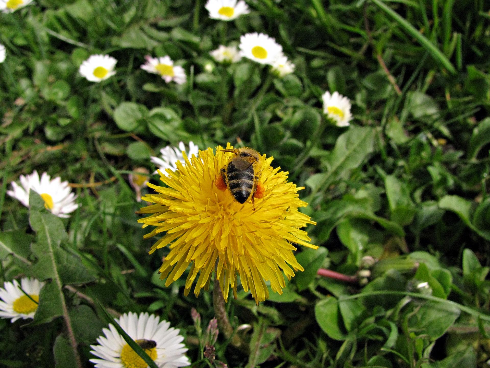 Naziv: IMG_1033 ....jpg, pregleda: 154, veličina: 428,2 KB