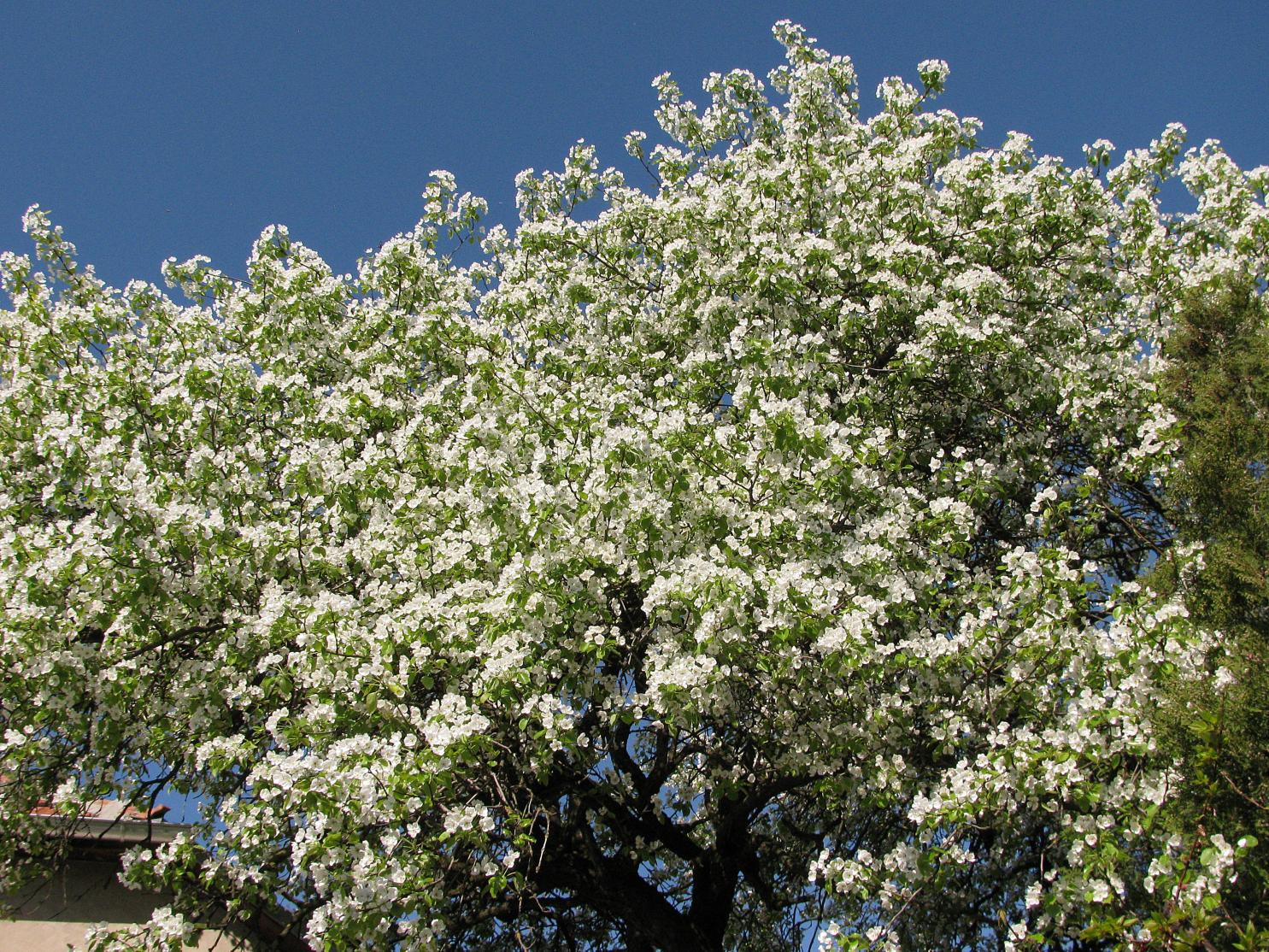 Naziv: IMG_1206 ....jpg, pregleda: 200, veličina: 523,5 KB