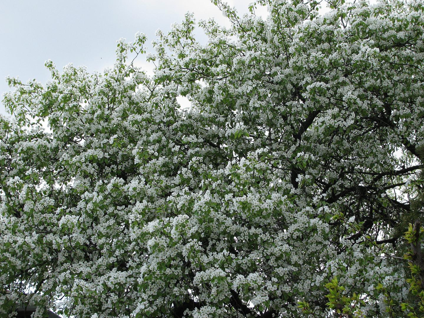 Naziv: IMG_1202 ....jpg, pregleda: 170, veličina: 526,4 KB