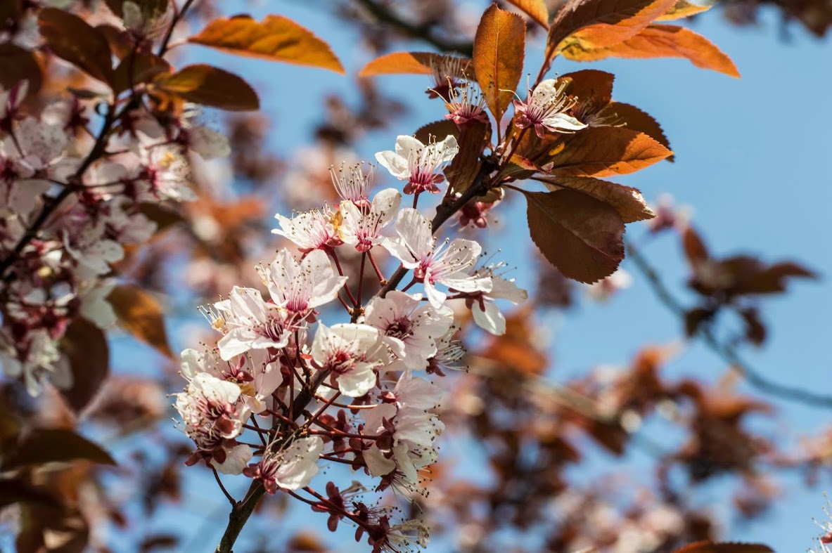 Naziv: DSC_0434.jpg, pregleda: 291, veličina: 175,8 KB