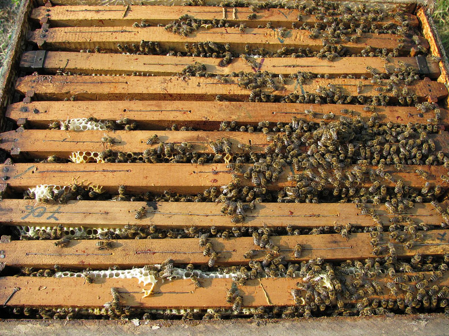 Naziv: IMG_1660 ....jpg, pregleda: 228, veličina: 515,5 KB