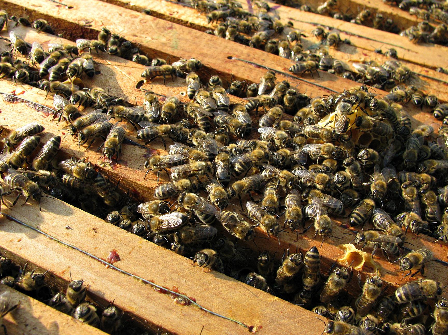 Naziv: IMG_1661 ....jpg, pregleda: 229, veličina: 512,3 KB