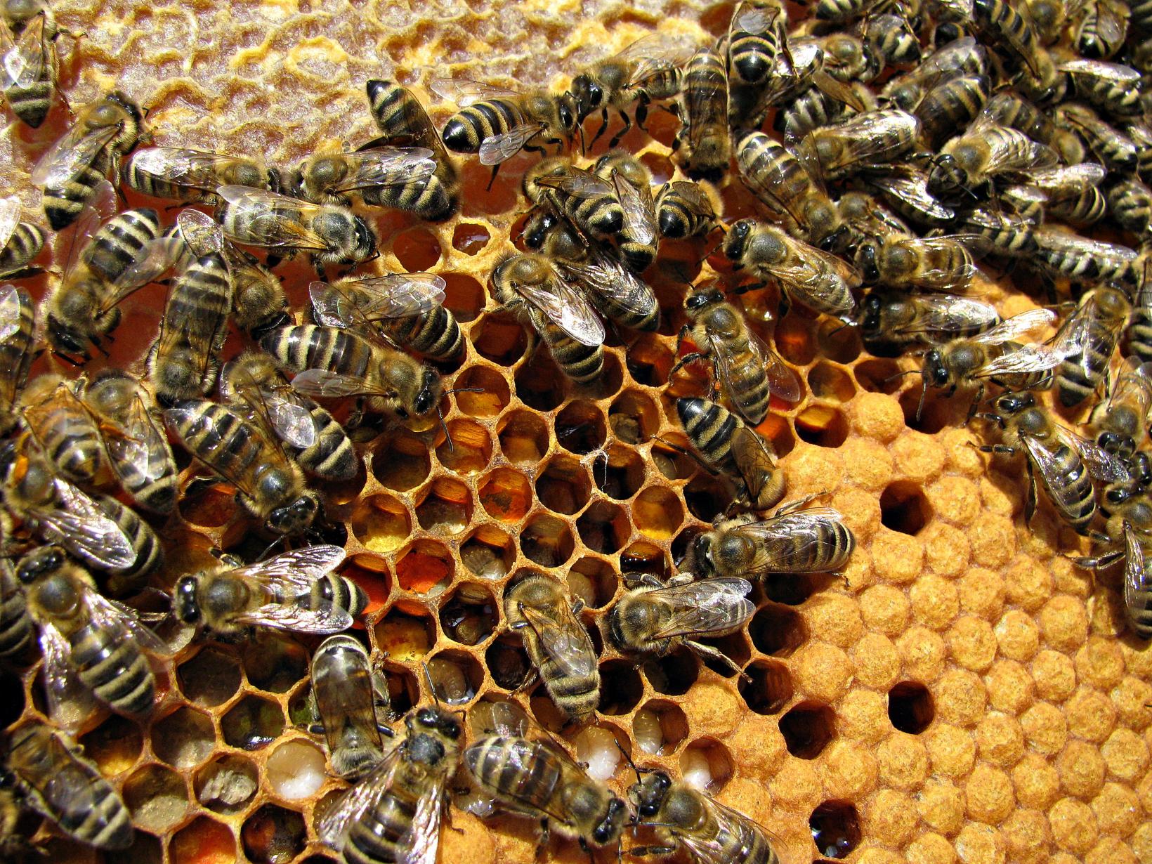 Naziv: IMG_1647 ....jpg, pregleda: 223, veličina: 506,9 KB