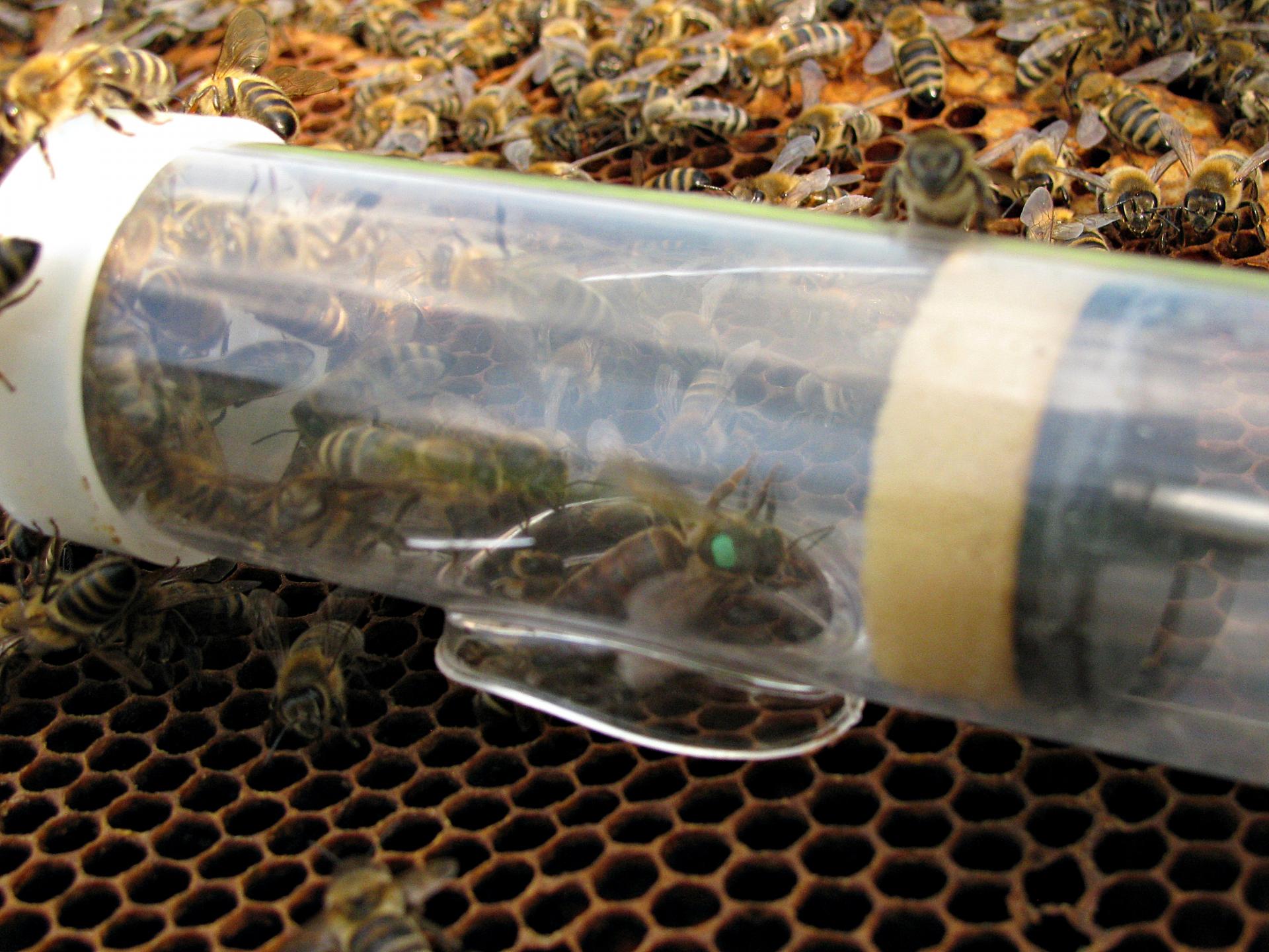 Naziv: IMG_1808 ....jpg, pregleda: 145, veličina: 323,1 KB