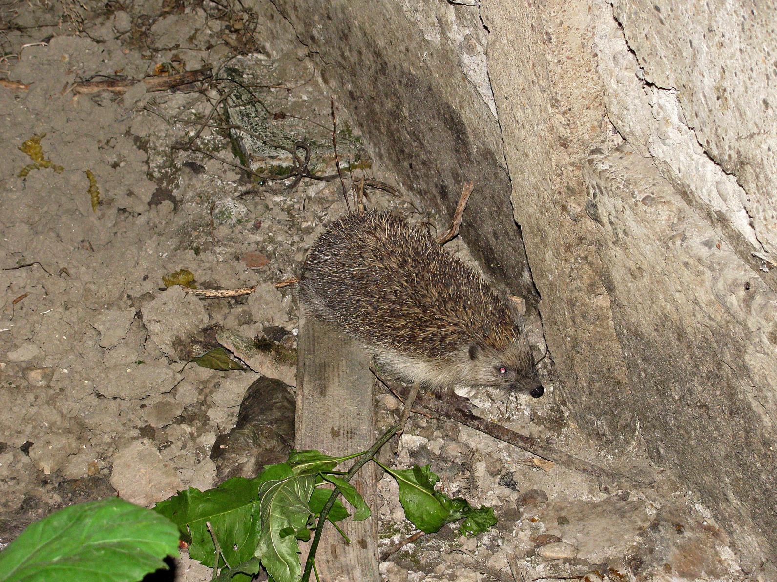 Naziv: IMG_1963 ....jpg, pregleda: 168, veličina: 498,7 KB