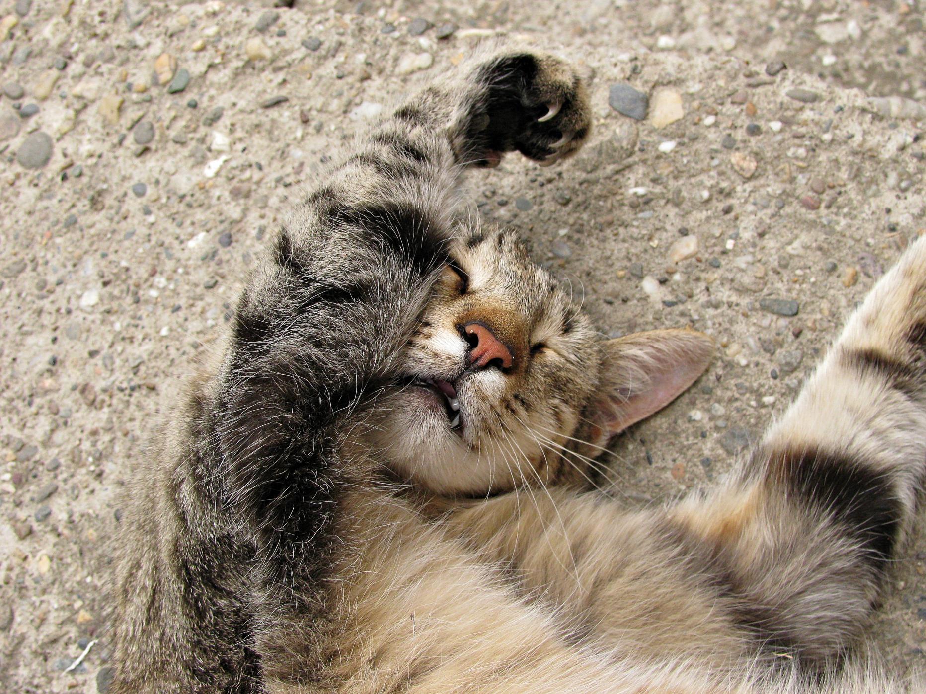 Naziv: IMG_1988 ....jpg, pregleda: 134, veličina: 491,5 KB