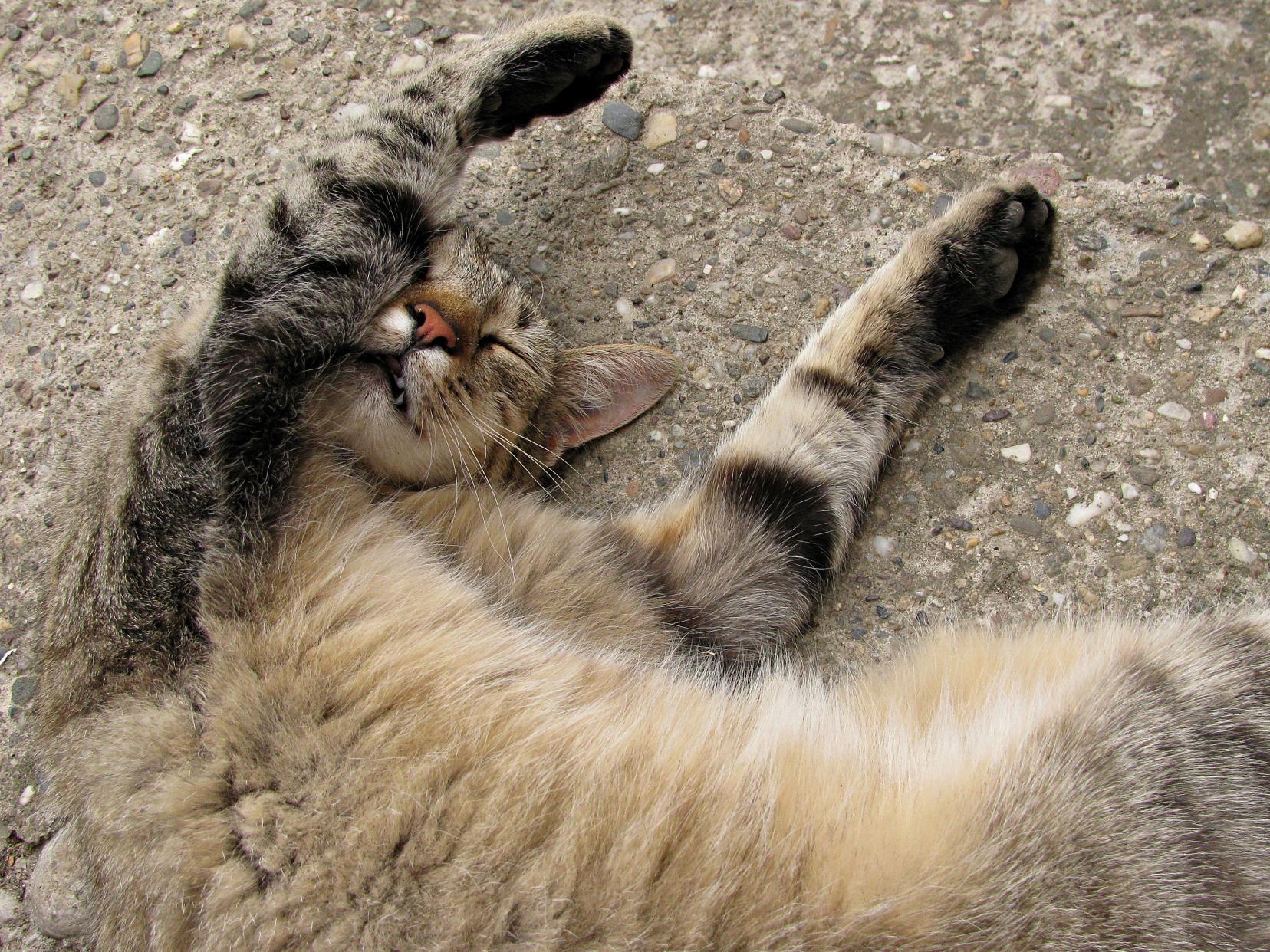 Naziv: IMG_1987 ....jpg, pregleda: 116, veličina: 498,4 KB