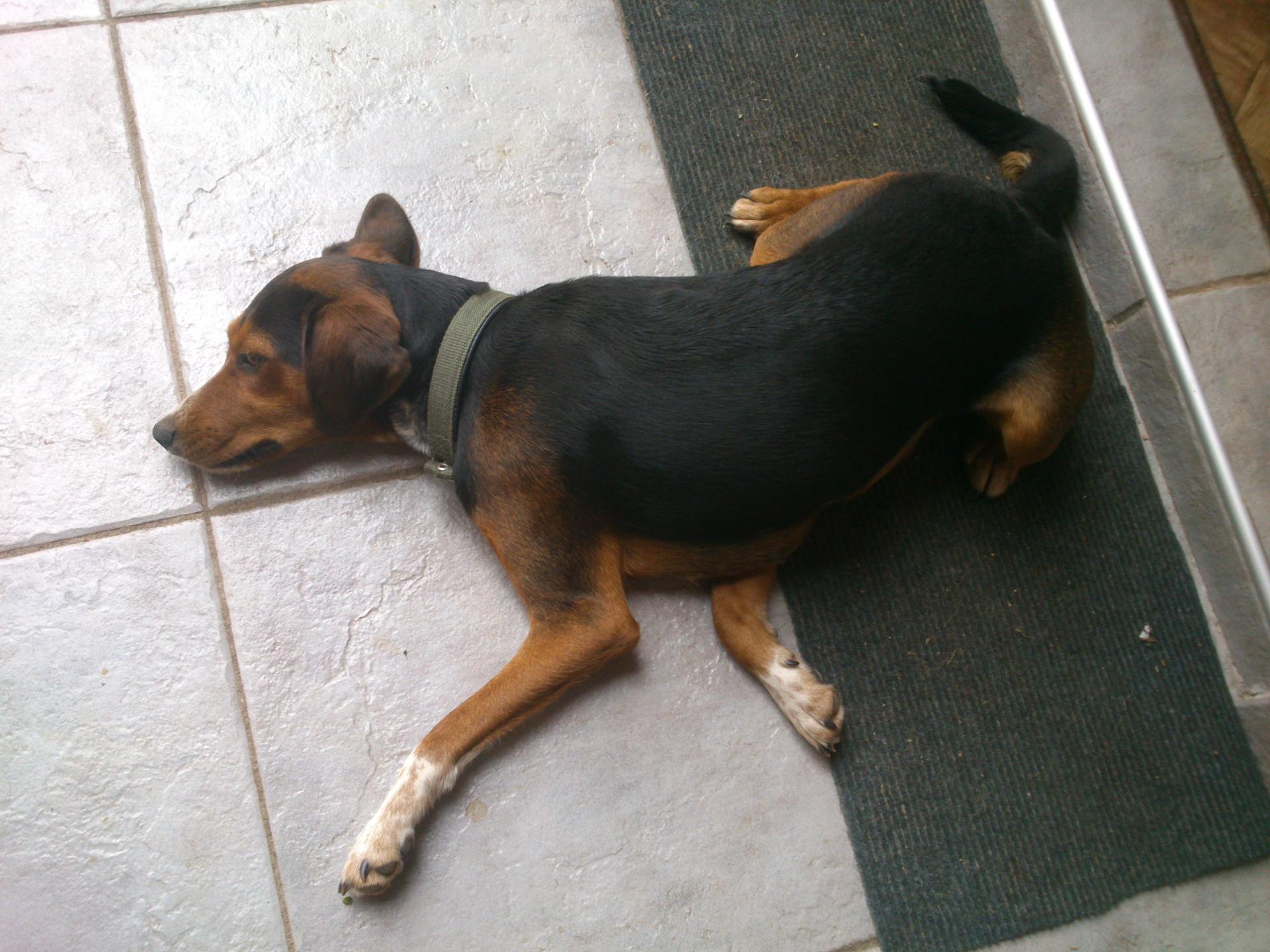 Naziv: DSC_1587.jpg, pregleda: 204, veličina: 306,6 KB