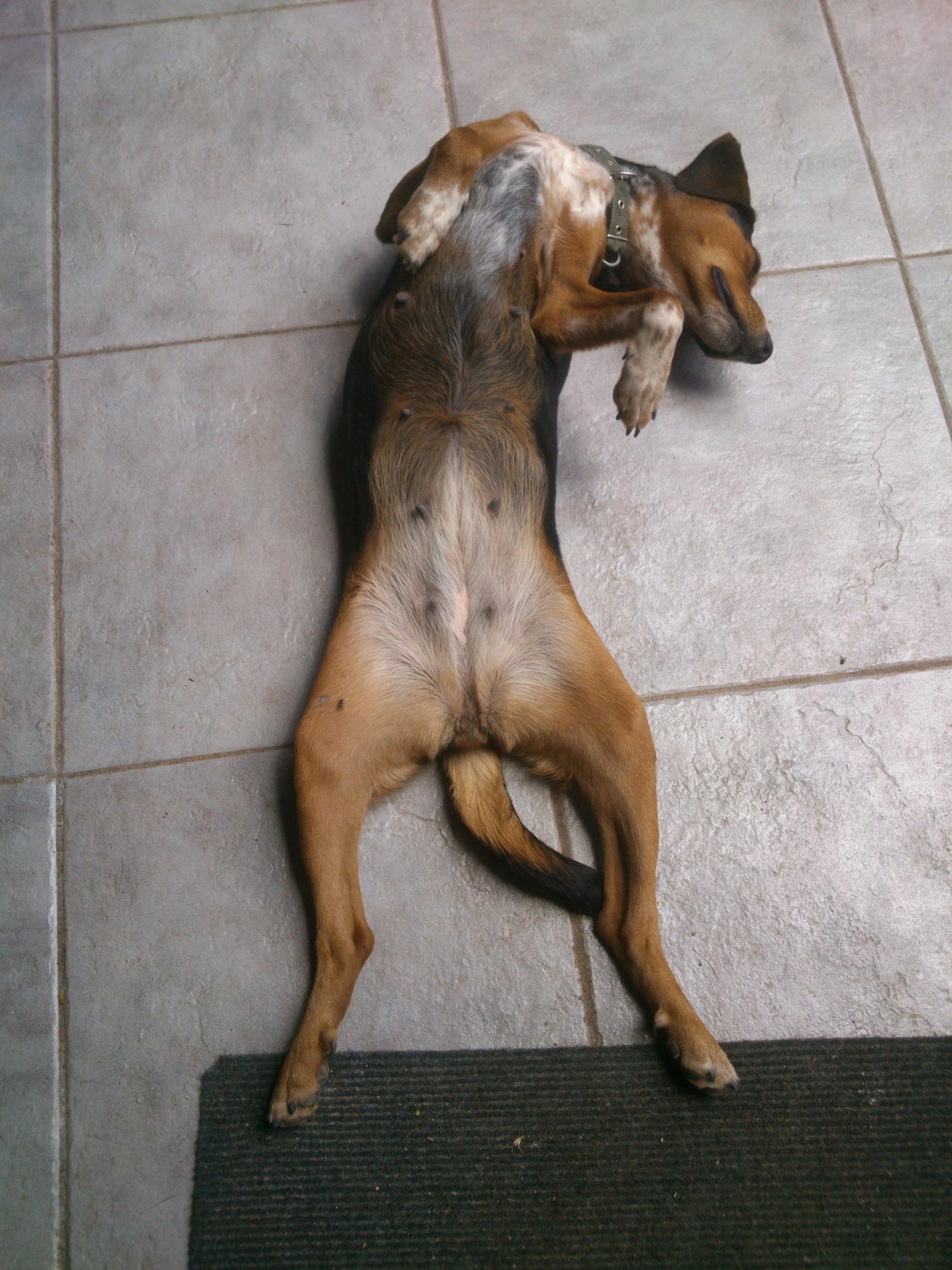 Naziv: DSC_1697.jpg, pregleda: 202, veličina: 496,2 KB