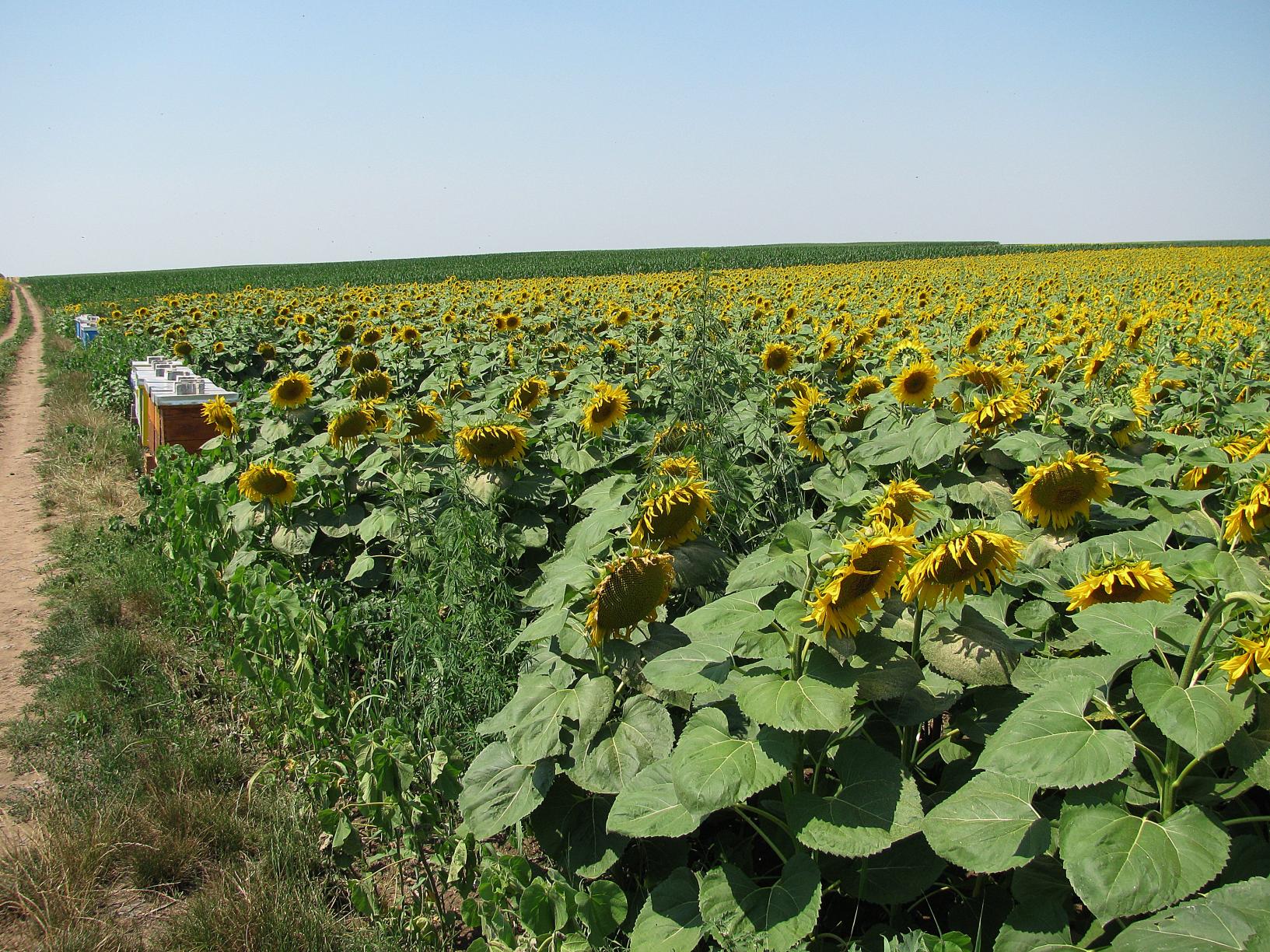 Naziv: IMG_2147 ....jpg, pregleda: 214, veličina: 502,5 KB