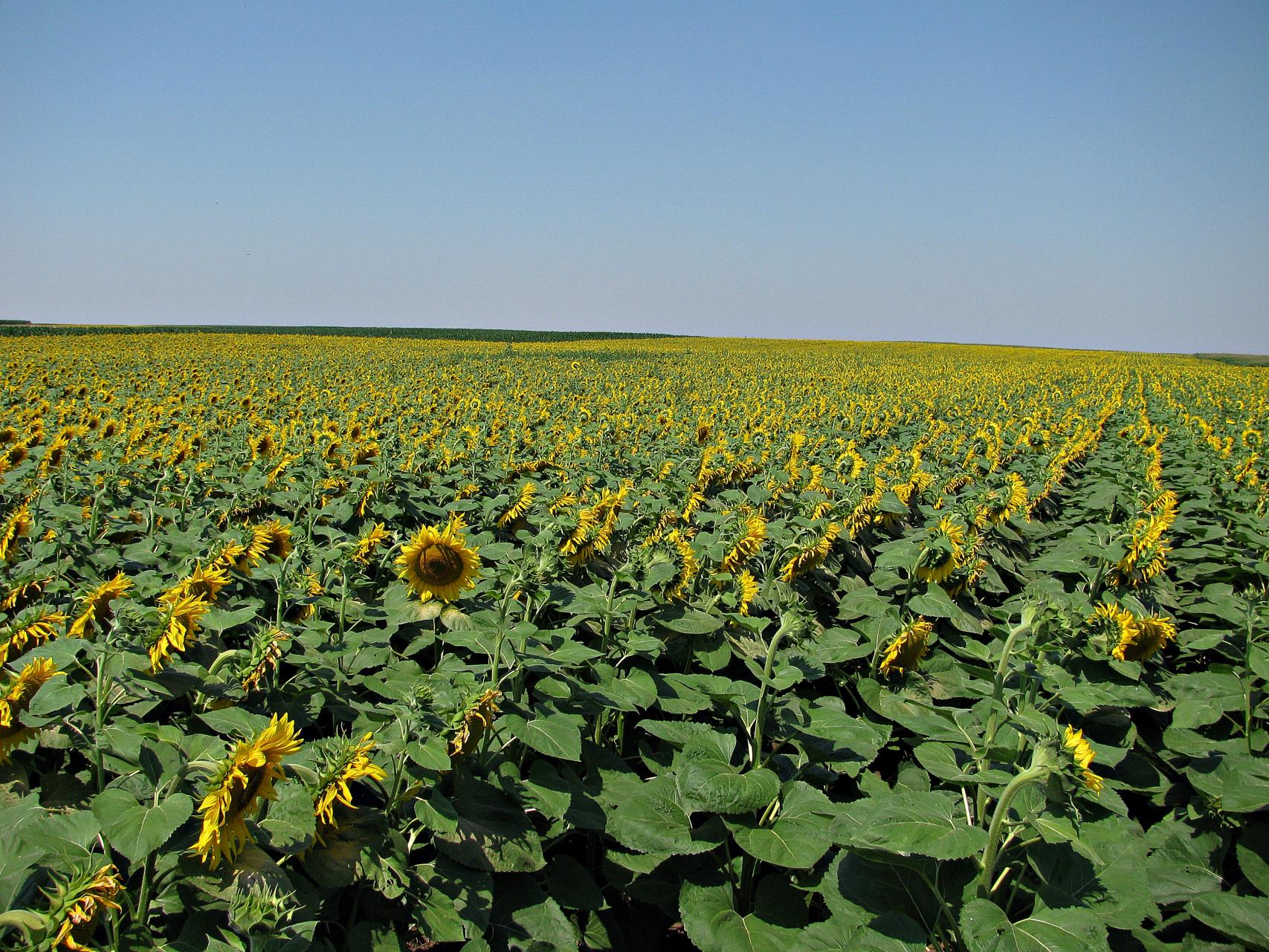 Naziv: IMG_2148 ....jpg, pregleda: 216, veličina: 497,3 KB