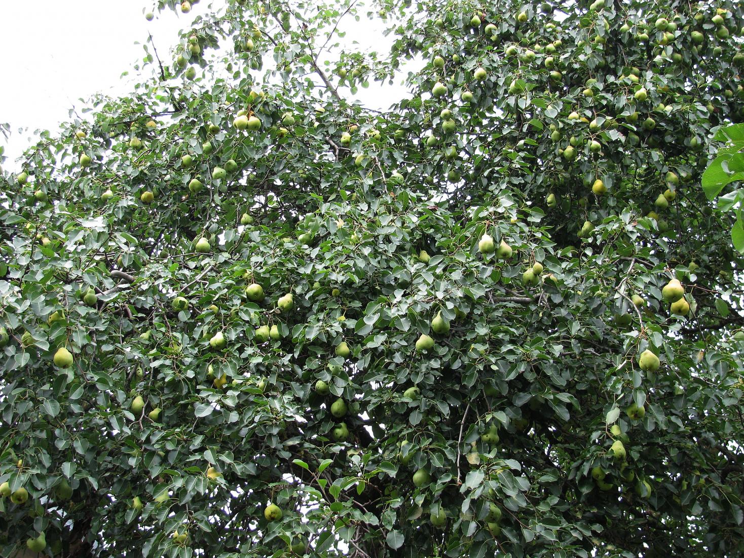 Naziv: IMG_2311 ....jpg, pregleda: 354, veličina: 529,6 KB