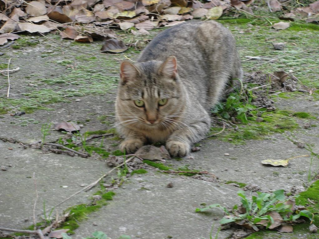 Naziv: IMG_2677 ... - Copy.jpg, pregleda: 150, veličina: 169,5 KB